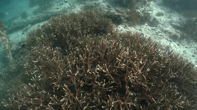 Staghorn corals underwater sandy floor with various damsel fishes