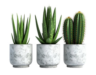 Three potted succulents aloe and cactus, on plain background