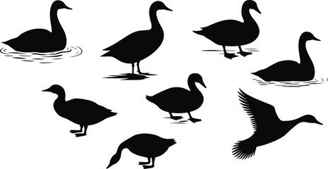 Duck Silhouette Vector Set, Flying, Swimming, Standing Poses, Waterfowl Shape Collection, Animal Motion Icons, Black Wildlife Illustration
