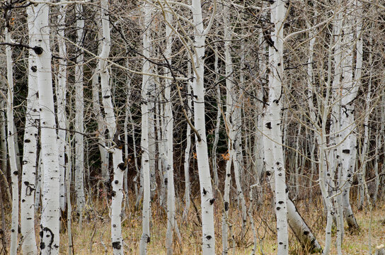 old wood texture, bare aspens, Fall aspens, no leaves on tree, tree branches, abstract, texture, rough trees - Powered by Adobe