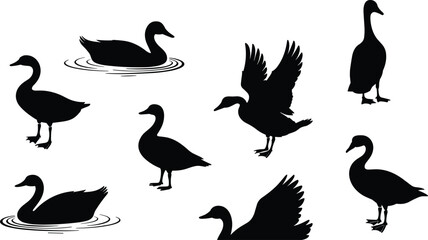 Duck Silhouette Vector Set, Standing, Swimming, Flying Poses, Waterfowl Motion Icons, Wildlife Shape Collection, Black Animal Illustration Design
