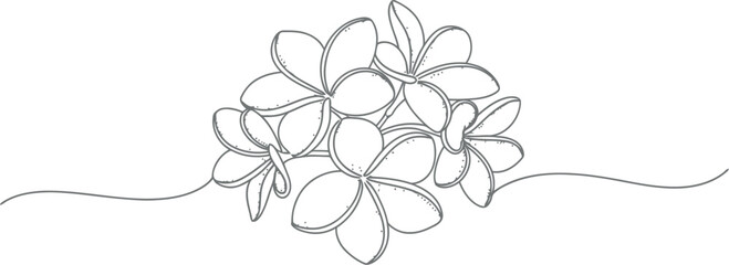 Delicate line drawing of a cluster of plumeria flowers