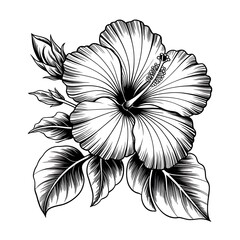 Detailed Line Art Hibiscus Flower
