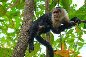 Cahuita, Costa Rica - November 3, 2025: A White Headed Capuchin in Cahuita National Park in Costa Rica.