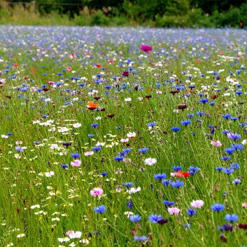 Sunlit meadow abloom with varied wildflowers bloom