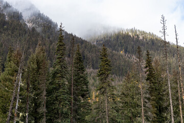 Misty Mountain Forest With Tall Pine Trees in British Columbia, Canada, Shrouded in Clouds