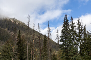 Mist Shrouded Mountain Forest With Tall Pines In BC, Canada &mdash; Serene Wilderness Scene