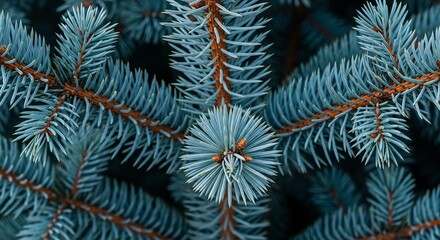 Extreme close-up of blue spruce tree needles and branches against a dark, blurred background