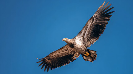 Obraz premium Juvenile bald eagle flying under blue sky
