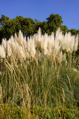 Fluffy Pampas Grass Plumes