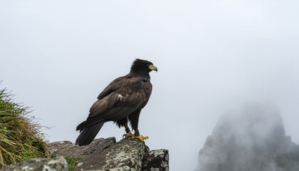 A majestic Black-chested buzzard-eagle perched on a rocky cliffside, gazing out over a mysterious, fog-shrouded mountain range
