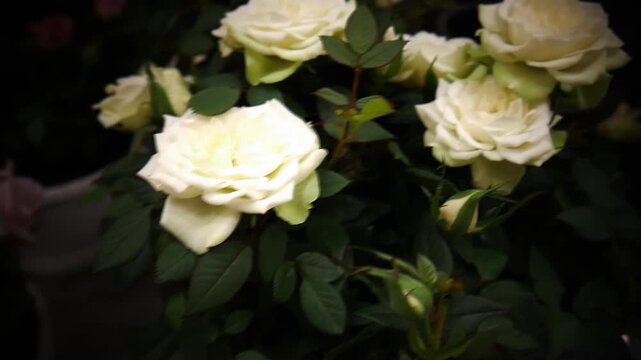 An assortment of beautiful roses planted in pots close-up
