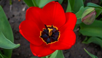 Close-up view of a vibrant red tulip in full bloom, a springtime jewel