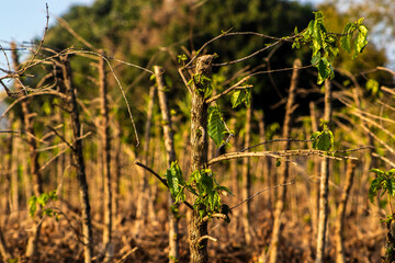 Coffee plants after vertical pruning, a technique necessary for the plant to continue its...