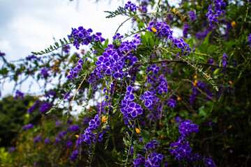 Fototapeta premium Vibrant purple flowers and cascading golden berries of the Duranta erecta, Golden Dewdrop. This beautiful, yet toxic, ornamental shrub is a species of the verbena family, native to the Americas.