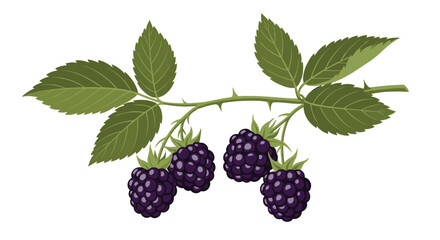 Fresh blackberries growing on a thorny branch with green leaves.