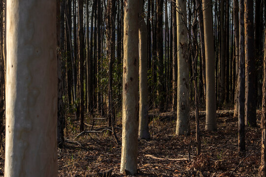 Sunlight illuminates the pale trunks of eucalyptus trees in a dense, dark forest, creating a moody, high-contrast scene of natural patterns and textures.