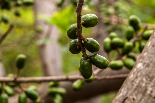 Unripe green jocote fruits (Spondias purpurea), also known as seriguela, growing on a tree branch in a natural setting.