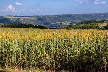 Selective focus of the white sorghum crop that show flower stem and leaf, planting at field in Brazil