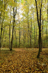 Tall, slender trees in a forest stand with yellowing canopies, creating a transitional autumn scene. The ground is completely covered by a layer of fallen yellow and brown leaves, emphasizing the deep