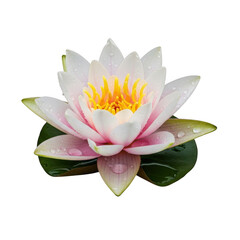 Blooming white and pink lotus flower with water droplets isolated on transparent background