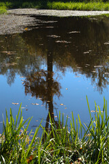 A tree trunk and autumn foliage are reflected in the tranquil, deep water of a pond, creating a striking, almost mirror-like effect. Bright green shoreline grass in the foreground enhances the contras