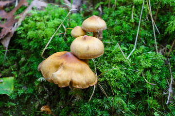 A cluster of brown-yellow mushrooms grows upon a vibrant green moss carpet, creating a rich, natural contrast in a woodland setting. The detailed, close-up shot captures the moist texture of the mushr