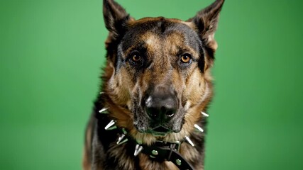 German Shepherd dog wearing a spiked collar on a green background for animal portraits and canine representation