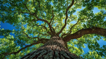 Obraz premium Majestic tree canopy