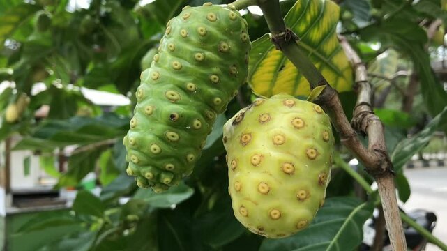 Close-up of two ripe noni fruits hanging from a branch, showing their bumpy texture and surrounded by green leaves.