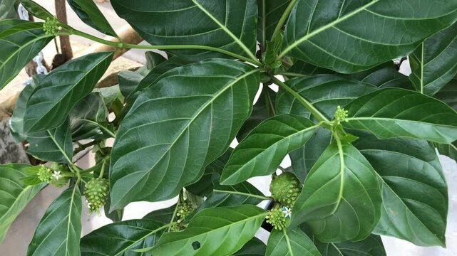 A lush noni (mengkudu) tree with broad green leaves and young bumpy fruits growing among clusters of fresh foliage.