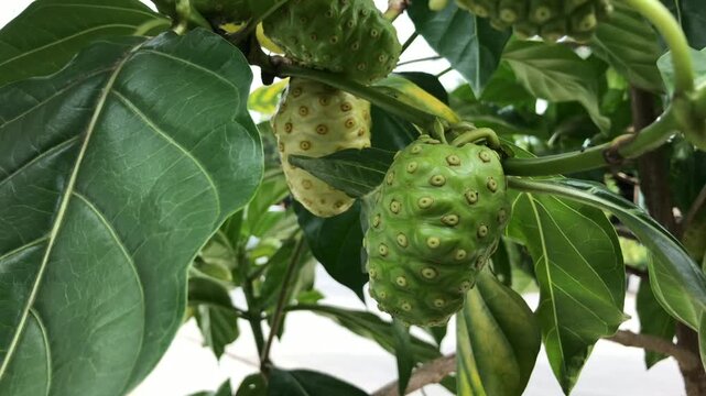 Close-up of young noni fruits hanging on a tree branch, showing their unique bumpy texture and surrounded by large green leaves.