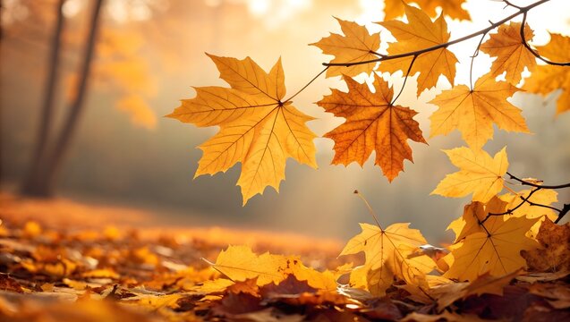 Golden maple leaves on a branch in autumn sunlight create a serene atmosphere