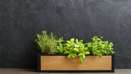 Fresh Culinary Herbs Growing in a Wooden Planter Against a Dark Wall Keywords: herbs, culinary, cooking, fresh, green, basil