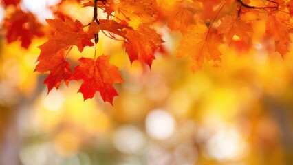Vibrant Orange and Red Maple Leaves in Autumn with Blurred Background fall