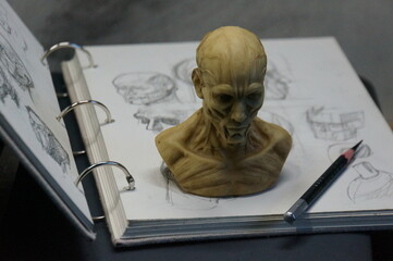 Anatomy sculpture of human head on detailed drawing