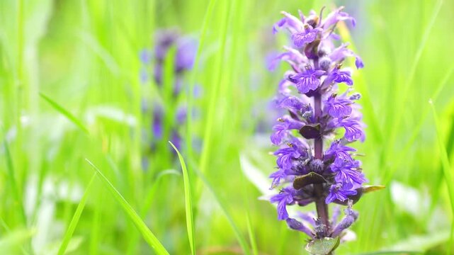 Blue beauty of flowers upright bugle