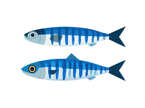Two blue fish with white stripes