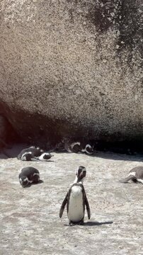 African Penguins on the Beach in South Africa (Spheniscus Demersus)