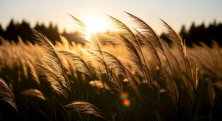 A field of tall grass with seed heads backlit by the sun.jpg
