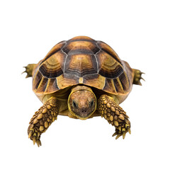 Obraz premium Detailed Overhead View of a Tortoise with Intricate Shell Patterns and Textured Skin Isolated on a Black Background Soft Studio Lighting