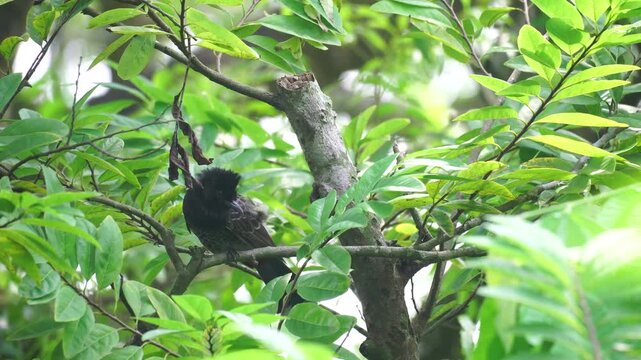 A red-vented bulbul (Pycnonotus cafer) is sitting on a tree branch.