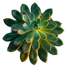 Top view of a healthy green succulent plant with water droplets on its leaves illuminated by warm sunlight against a black background