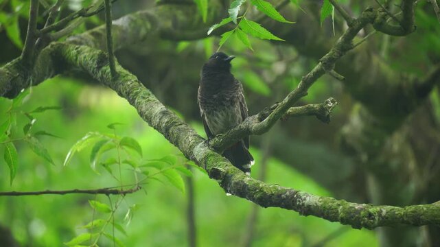 A red-vented bulbul (Pycnonotus cafer) is sitting on a tree branch.