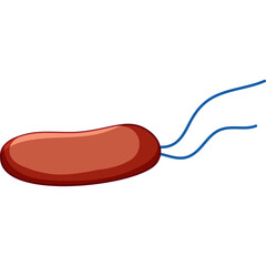 Single Rod Shaped Bacteria Microbe With Two Blue Flagella On Transparent Background Scientific Illustration