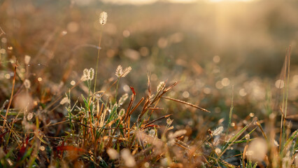 Flower field, meadow flowers in soft warm light. Autumn landscape blurry nature background.