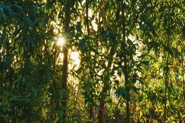 Eucalyptus leaves. branch eucalyptus tree nature background