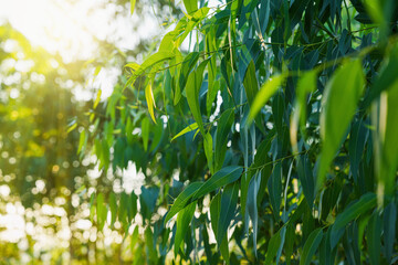 Eucalyptus leaves. branch eucalyptus tree nature background