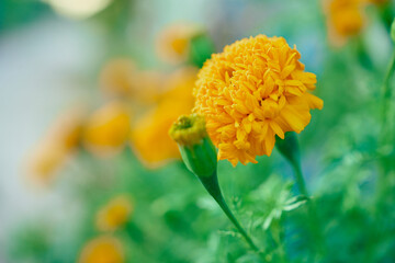 marigold flowers in morning time