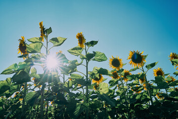 sunflowers field on blue sky background